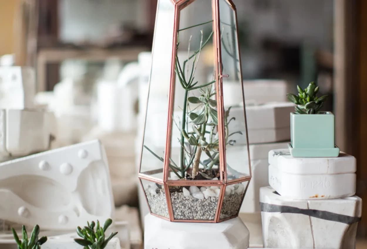 Succulents: The Plant Everyone Adores, Yet Nobody Knows How To Keep Alive