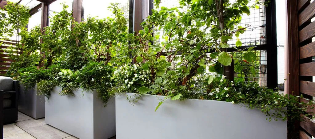 Ravenswood hidden garden rooftop